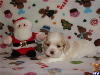 American Cocker Spaniel Puppies for Sale