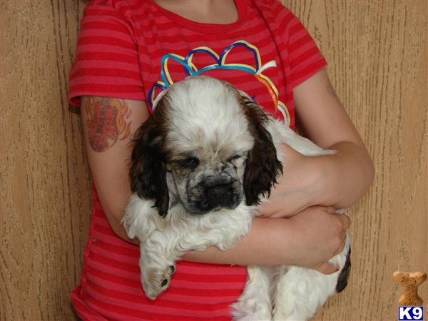 American Cocker Spaniel Puppies