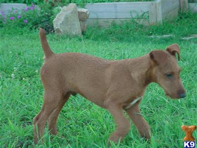 Irish Terrier Puppies