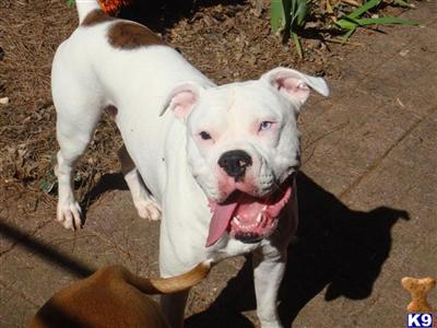 Stud Dogs - Boxer