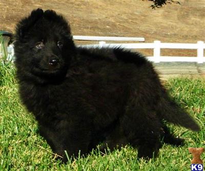 Puppies in Murrieta