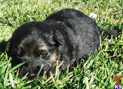 Puppies in Murrieta