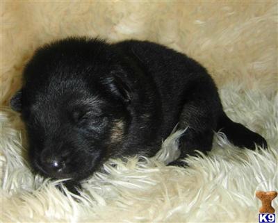 Puppies in Murrieta