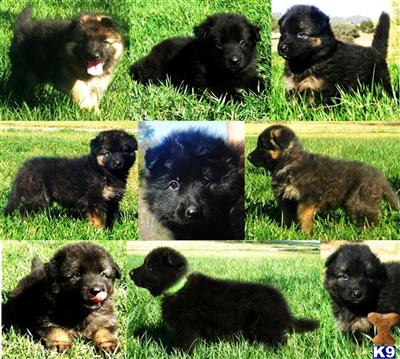 Puppies in Murrieta