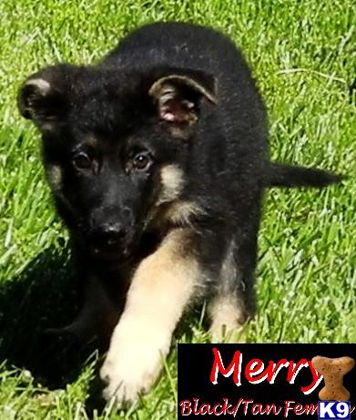 Puppies in Murrieta