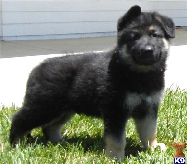 Puppies in Murrieta