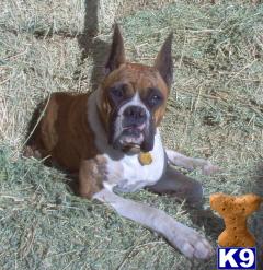 Stud Dogs - Boxer