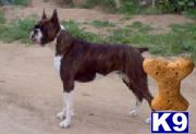Stud Dogs - Boxer