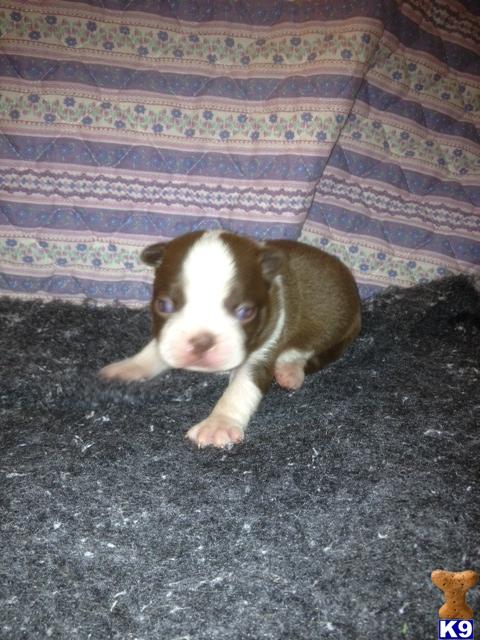 Boston Terrier Puppies