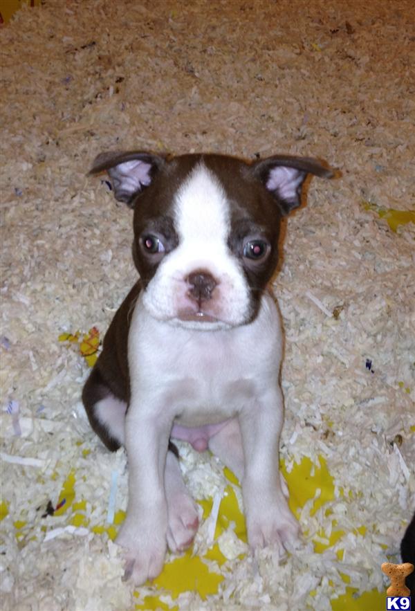 Puppies in Hemet