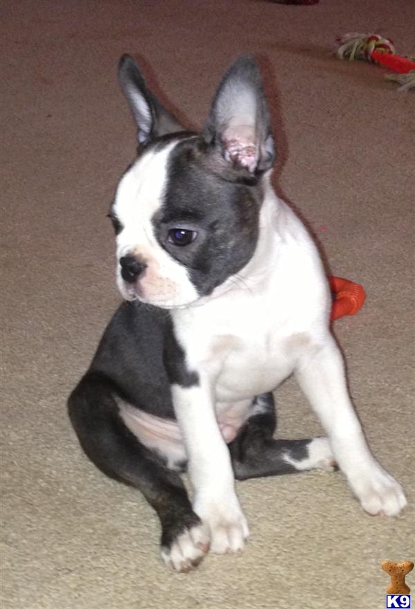 boston terrier puppies for sale in california document moved boston terrier puppies for sale in california document moved