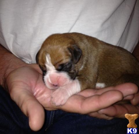 Puppies in Hemet