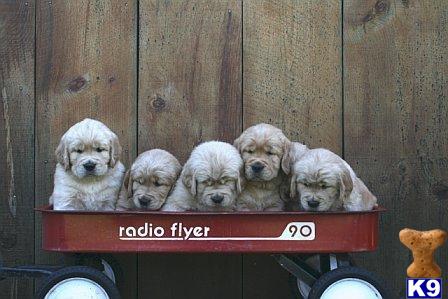 cheap puppies for sale in ma hangtagayok puppies for sale cheap in ma cheap puppies for sale in ma hangtagayok puppies for sale cheap in ma
