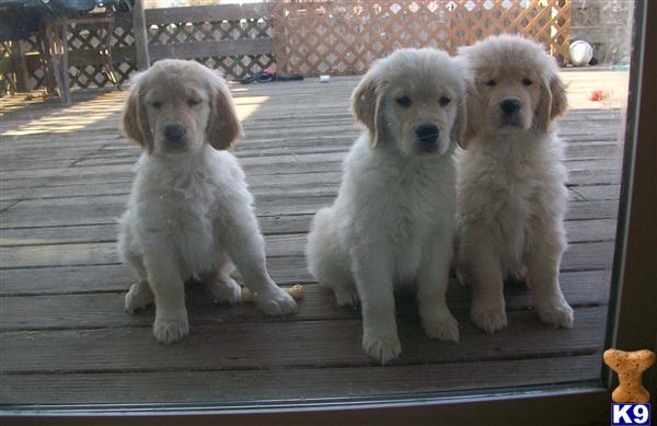 Puppies in Crown point