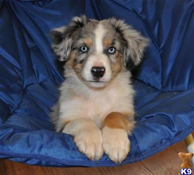 Australian Shepherd Puppies for Sale