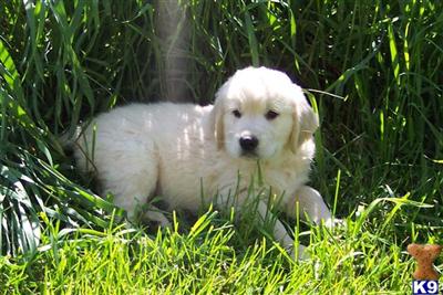 Puppies in IN