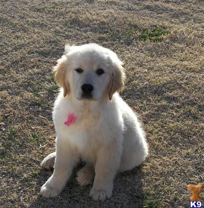 Puppies in NC