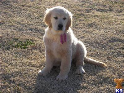 Puppies in NC