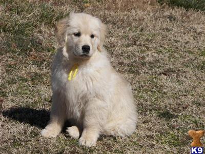 Puppies in NC