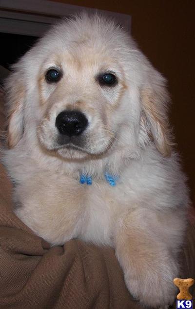 Puppies in NC