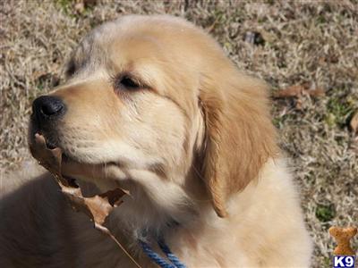 Dogs for Sale