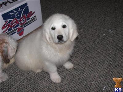 Puppies in NC