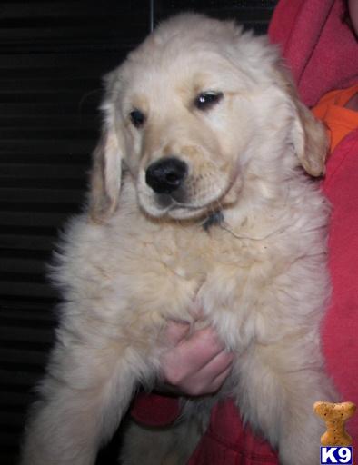 Puppies in NC