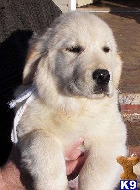 Puppies in NC
