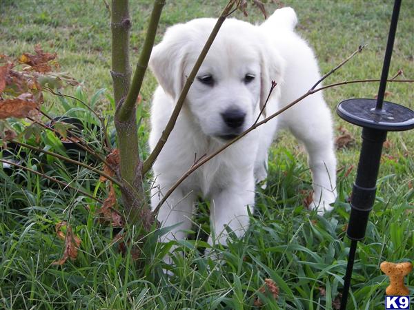 Puppies for Sale