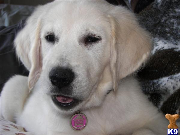 Puppies for Sale