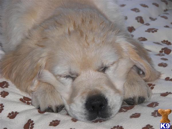 Puppies for Sale