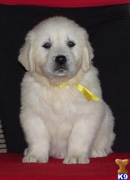 Puppies for Sale