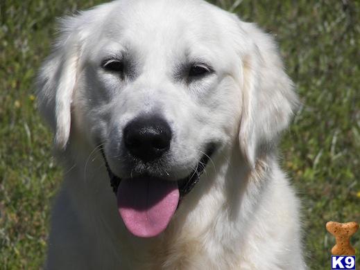 Puppies for Sale