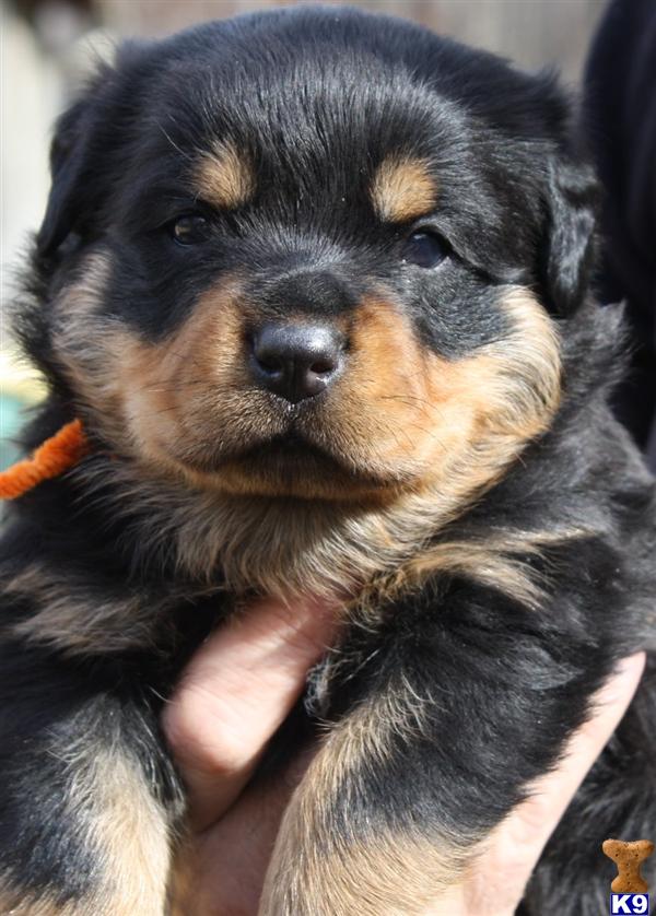 rottweiler breeders nc document moved rottweiler breeders nc document moved