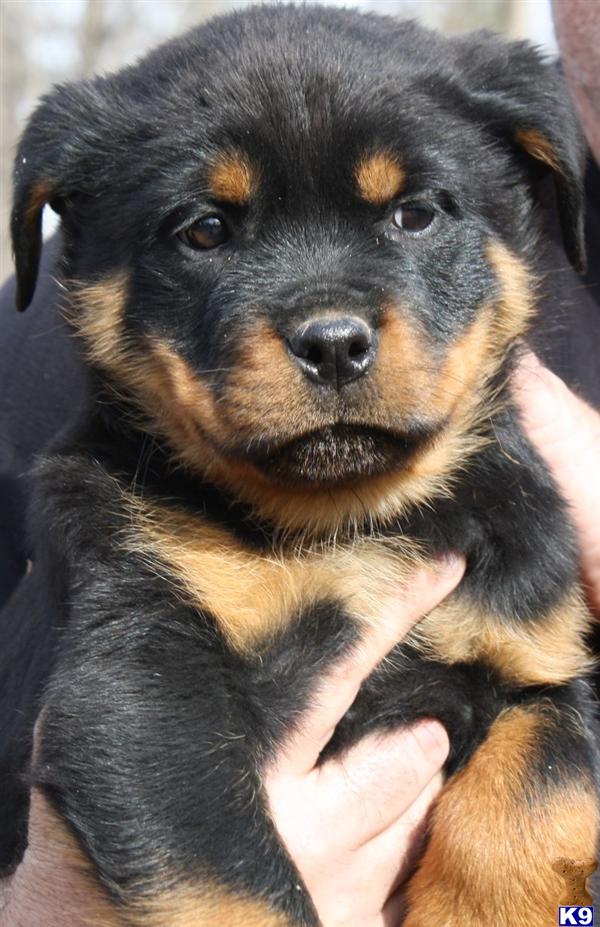 rottweiler breeders nc rottweiler puppies in carolina photo breeds picture rottweiler breeders nc rottweiler puppies in carolina photo breeds picture