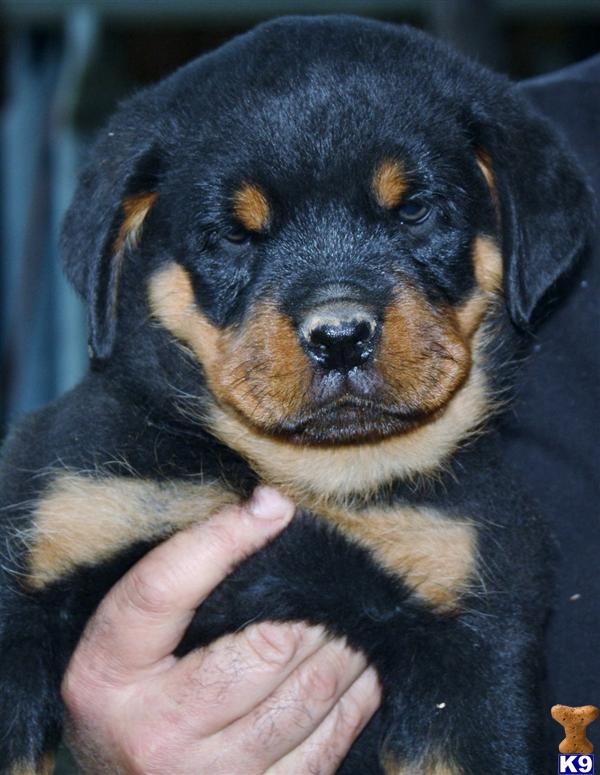 rottweiler stud service near me our rottweiler puppies german shepherd puppies are akc registered some breeds rottweiler stud service near me our rottweiler puppies german shepherd puppies are akc registered some breeds