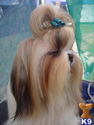 Stud Dogs - Shih Tzu