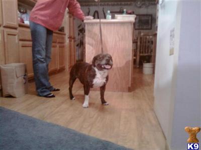 Stud Dogs - Staffordshire Bull Terrier