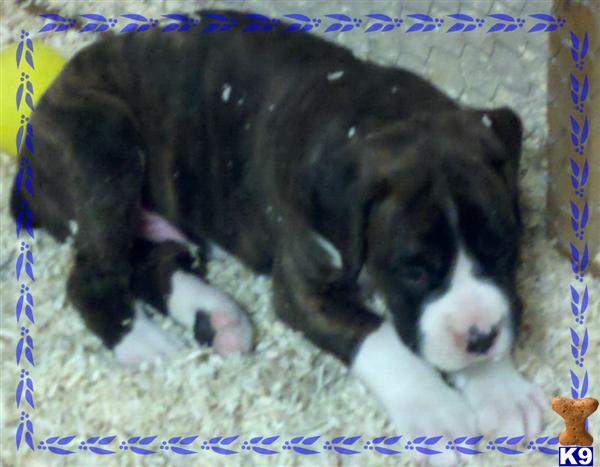 Boxer Puppies For Sale In Colorado. Boxer Puppies in CO