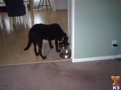 Stud Dogs - Labrador Retriever