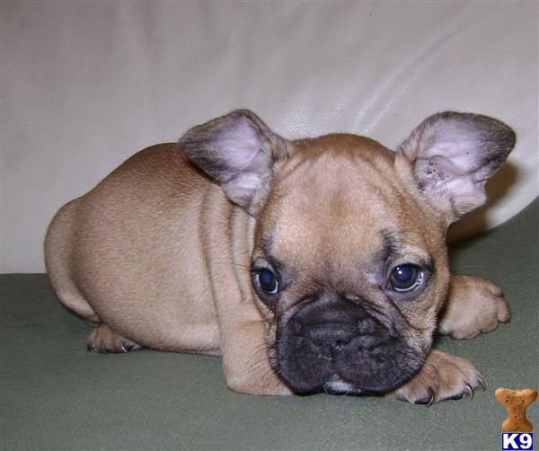 Dogs for Sale