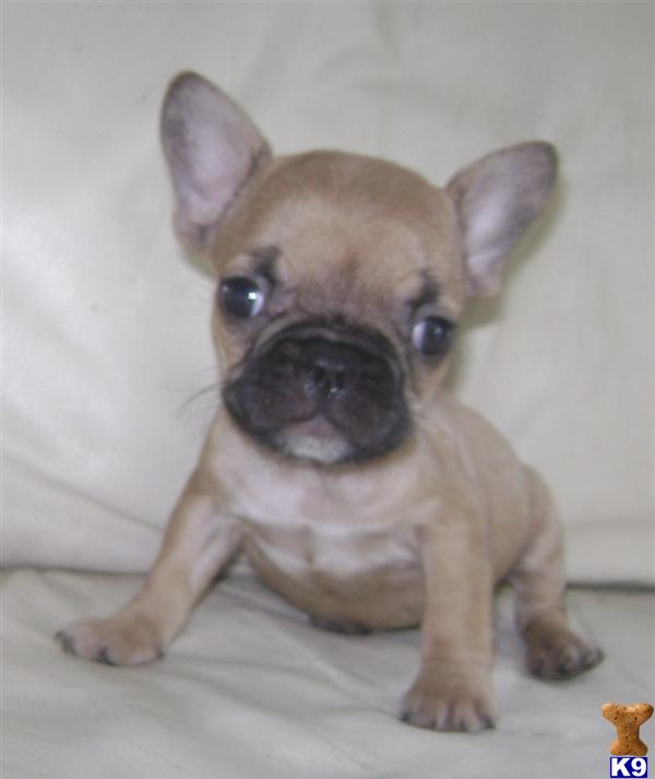 Dogs for Sale