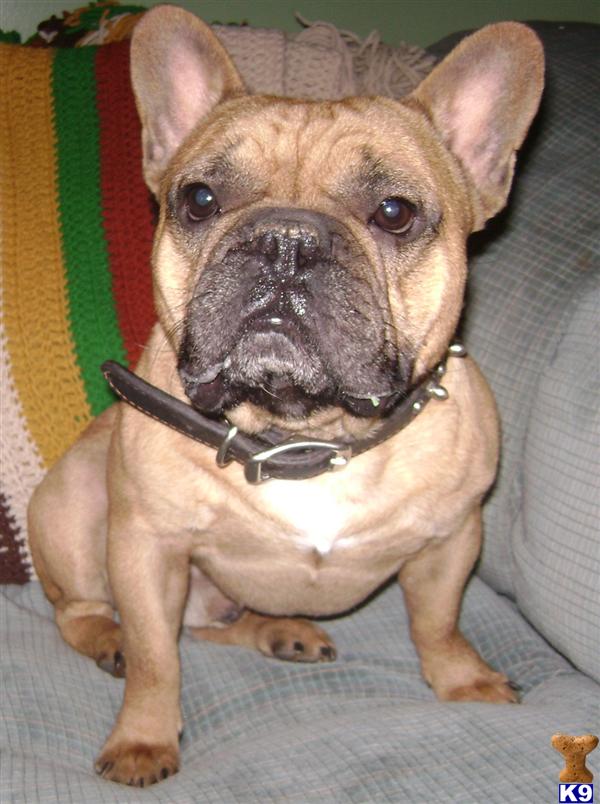 Stud Dog