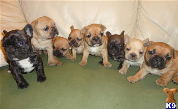 French Bulldog Puppies