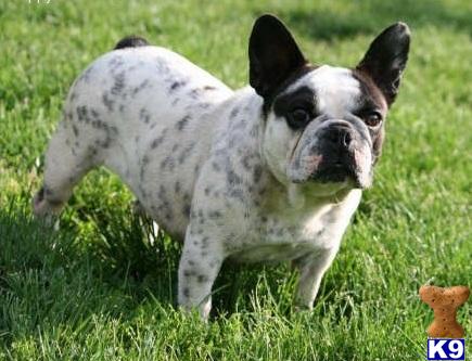 Dogs - French Bulldog
