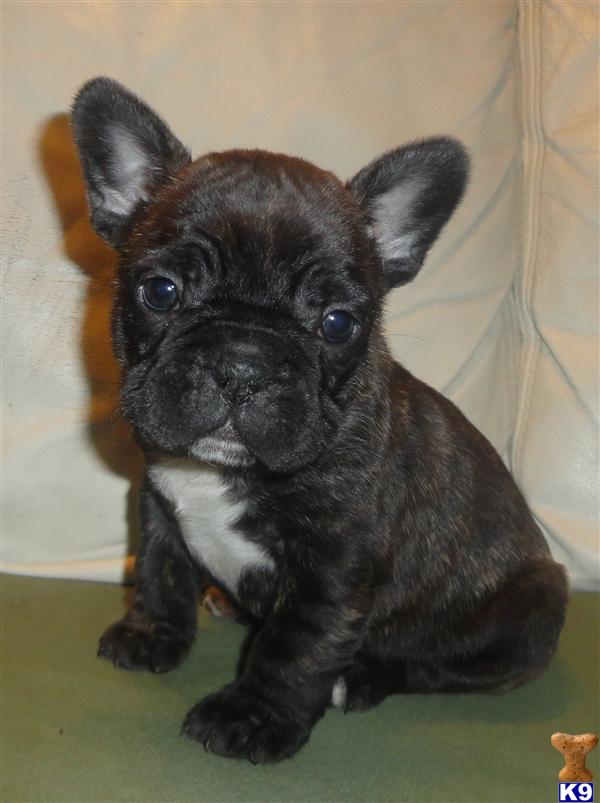 French Bulldog Puppies