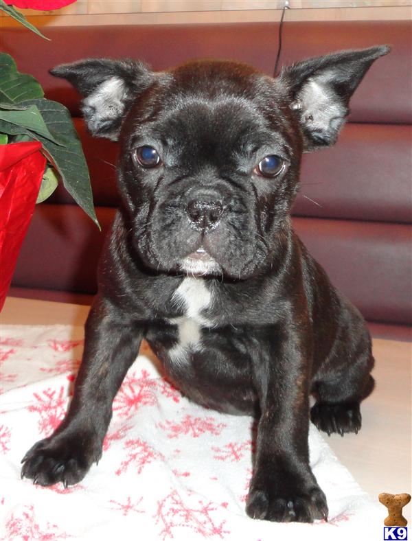 French Bulldog Puppies
