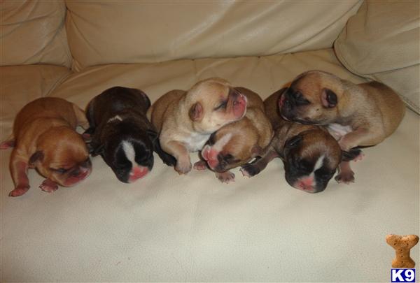 French Bulldog Puppies