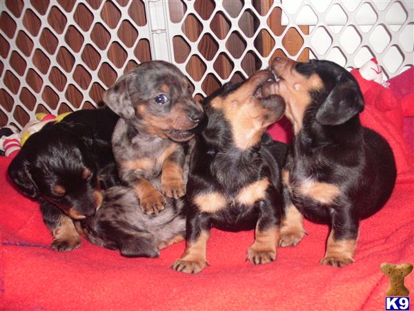 Puppies in IA