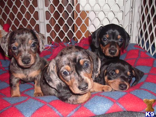 Puppies in IA